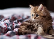 开云体育官网-年度焦点之战之夜，特奥展现巨星价值